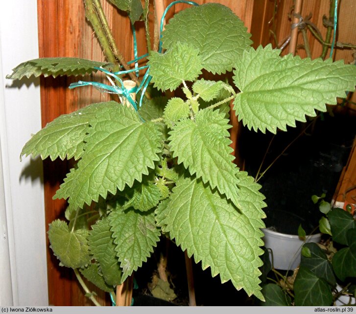 Urtica magellanica