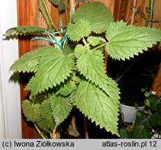 Urtica magellanica