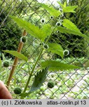 Urtica pilulifera (pokrzywa kuleczkowata)