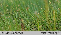 Carex microglochin (turzyca drobnozadziorkowa)