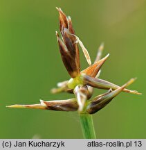 Carex microglochin (turzyca drobnozadziorkowa)