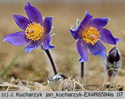 Pulsatilla patens ssp. patens (sasanka otwarta typowa)