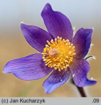 Pulsatilla patens ssp. patens (sasanka otwarta typowa)