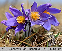 Pulsatilla patens ssp. patens (sasanka otwarta typowa)