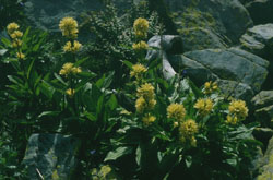 Gentiana punctata