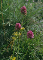 Anacamptis pyramidalis (koślaczek stożkowaty)