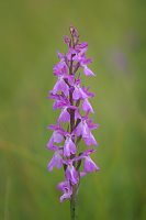 Orchis laxiflora ssp. palustris