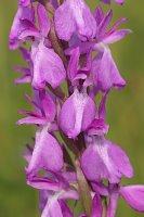 Orchis laxiflora ssp. palustris