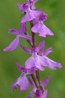 Orchis laxiflora ssp. palustris