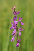 Orchis laxiflora ssp. palustris