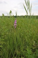 Orchis laxiflora ssp. palustris