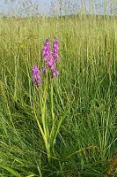 Orchis laxiflora ssp. palustris