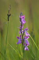 Orchis laxiflora ssp. palustris