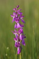 Orchis laxiflora ssp. palustris