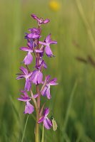 Orchis laxiflora ssp. palustris