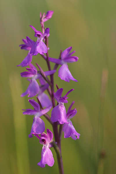 Orchis laxiflora ssp. palustris