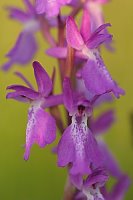 Orchis laxiflora ssp. palustris