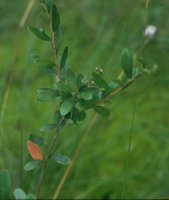 Chamaedaphne calyculata