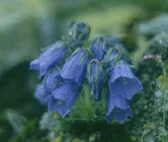 Campanula alpina