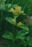 Gentiana punctata (goryczka kropkowana)