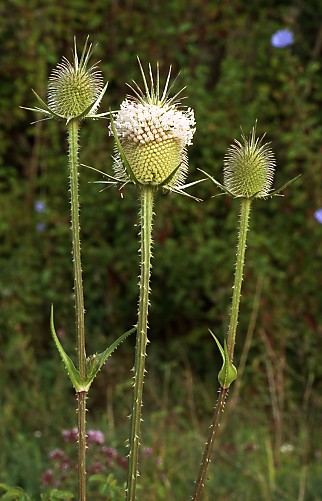 Dipsacus laciniatus