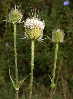 Dipsacus laciniatus