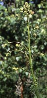 Thalictrum lucidum