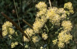 Thalictrum lucidum