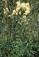 Thalictrum lucidum