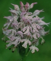 Orchis tridentata