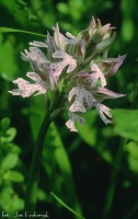 Orchis tridentata