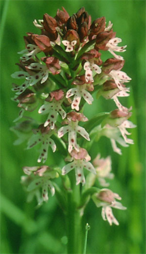 Orchis ustulata