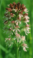 Orchis ustulata