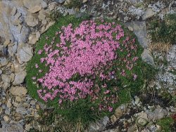 Silene acaulis