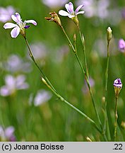 Petrorhagia saxifraga (goździcznik skalnicowy)