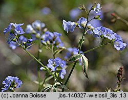 Polemonium reptans Touch of Class