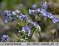 Polemonium reptans (wielosił rozesłany)