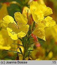 Oenothera fruticosa (wiesiołek krzaczasty)