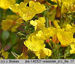 Oenothera fruticosa (wiesiołek krzaczasty)