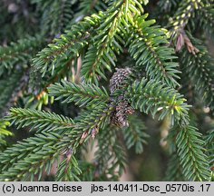 Picea orientalis (świerk kaukaski)