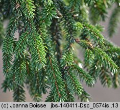 Picea orientalis (świerk kaukaski)