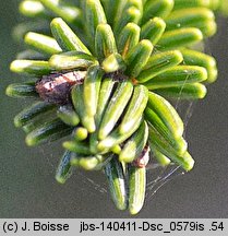 Picea orientalis (świerk kaukaski)