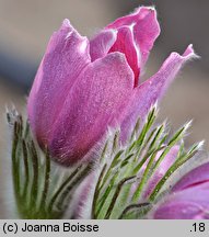 Pulsatilla vulgaris Rubra