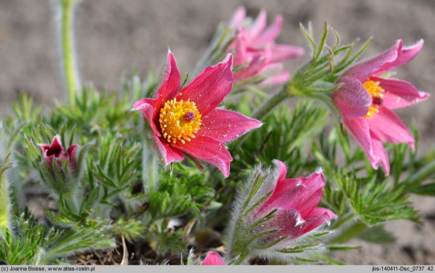 Pulsatilla vulgaris Rubra