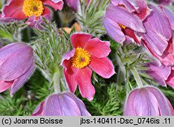 Pulsatilla vulgaris Rubra