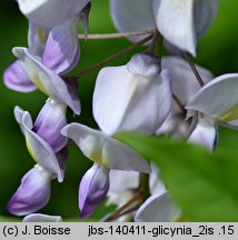 Wisteria floribunda (słodlin japoński)