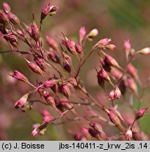 Heuchera sanguinea (żurawka krwista)