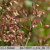 Heuchera sanguinea (żurawka krwista)