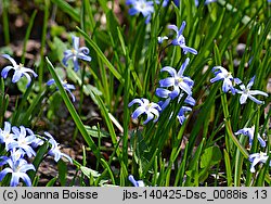 Chionodoxa luciliae (śnieżnik lśniący)