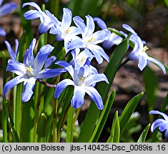 Chionodoxa luciliae (śnieżnik lśniący)